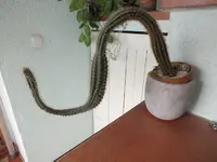 DSCF6292.webp