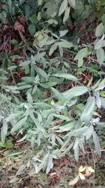 IMG_20151119_110648393.webp
