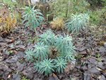 DSCF6089.JPG