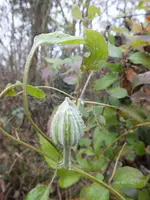 DSCF6092.webp