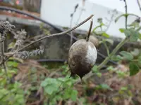 DSCF6082.webp