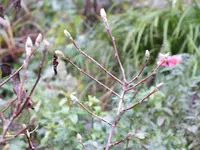 DSCF6098.webp