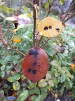 DSCF6081.webp