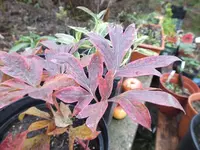 DSCF6086.webp