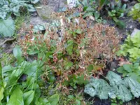 P1850045.webp