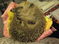 DSCF9335.webp