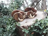 DSCF6121.webp