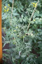 IMG_7322h.webp