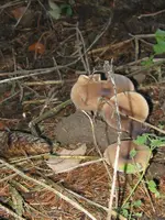 006_600x800.webp