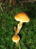 010_600x800.webp