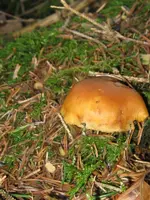 021_600x800.webp