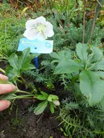 DSCF6181.JPG