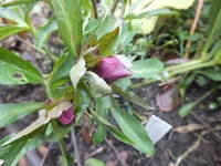 DSCF6205.webp