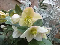 DSCF6219.webp