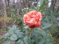 DSCF6272.webp