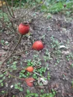 DSCF6275.webp