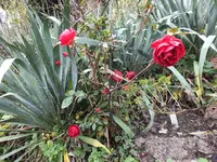DSCF6240.webp