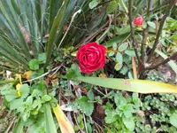DSCF6237.webp