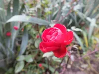 DSCF6238.webp