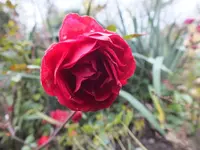 DSCF6239.webp