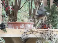 DSCF6359.webp