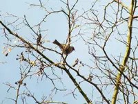 DSCF6339.webp