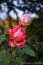 DSC_6134.webp