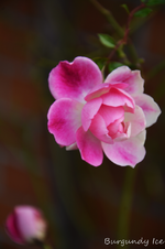 DSC_6137.webp