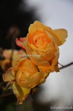 DSC_6138.webp