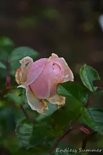 DSC_6142.webp