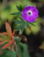 DSC_6143.webp