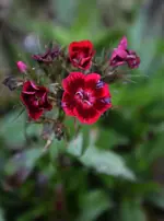 DSC_6149.webp