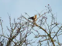 DSCF6374.webp