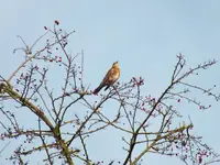 DSCF6379.webp