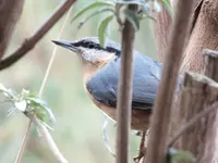 DSCF6420.webp