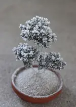 baeumchen_1.webp