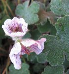 geranium renardii 05.12.15.jpg