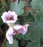 geranium renardii 05.12.15.webp