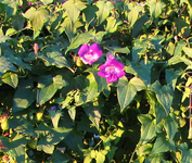 kletterndes Löwenmäulchen ____05.12.15.webp