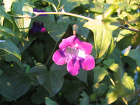 kletterndes Löwenmäulchen __05.12.15.webp