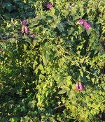 kletterndes Löwenmäulchen 05.12.15.webp