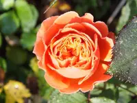 DSCF6329.webp