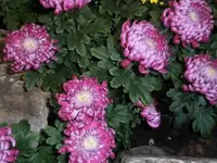 Bilda053.webp
