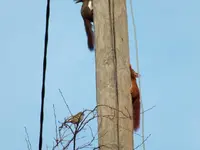 DSCF6395.webp