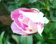 eyes for you 06.12.15.webp