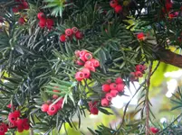 DSCN0266.webp