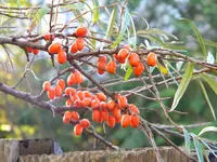 DSCN0262.webp