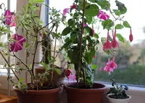zimmerfuchsie.webp