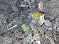 DSCF6494.webp