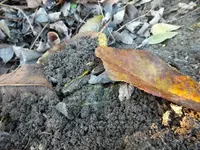 DSCF6503.webp